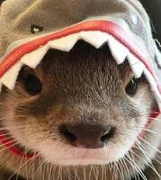 33461